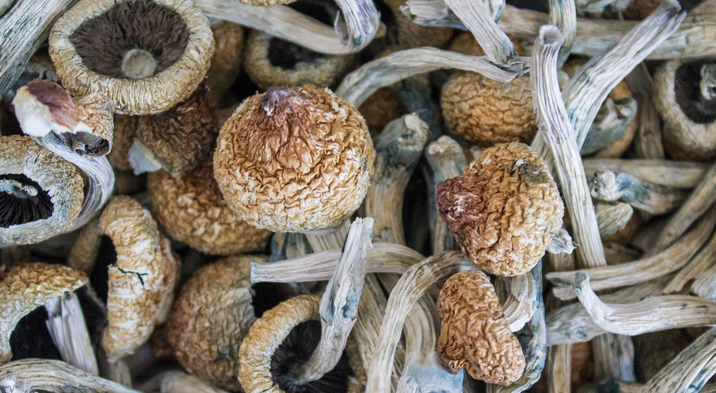 OHM Magic Mushrooms Close Up