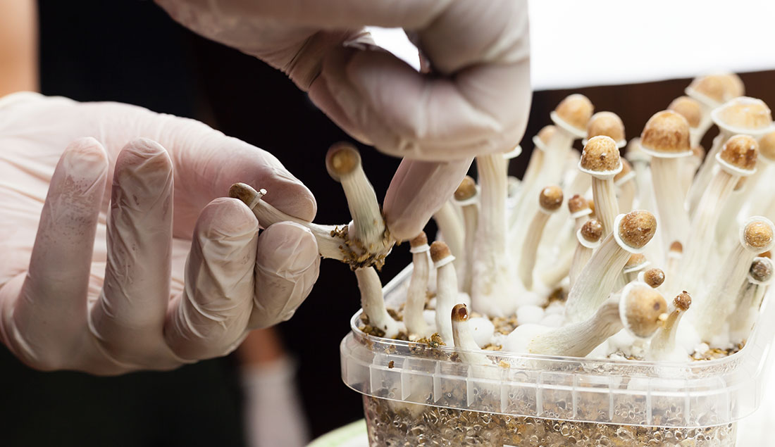 Curating Magic Mushrooms