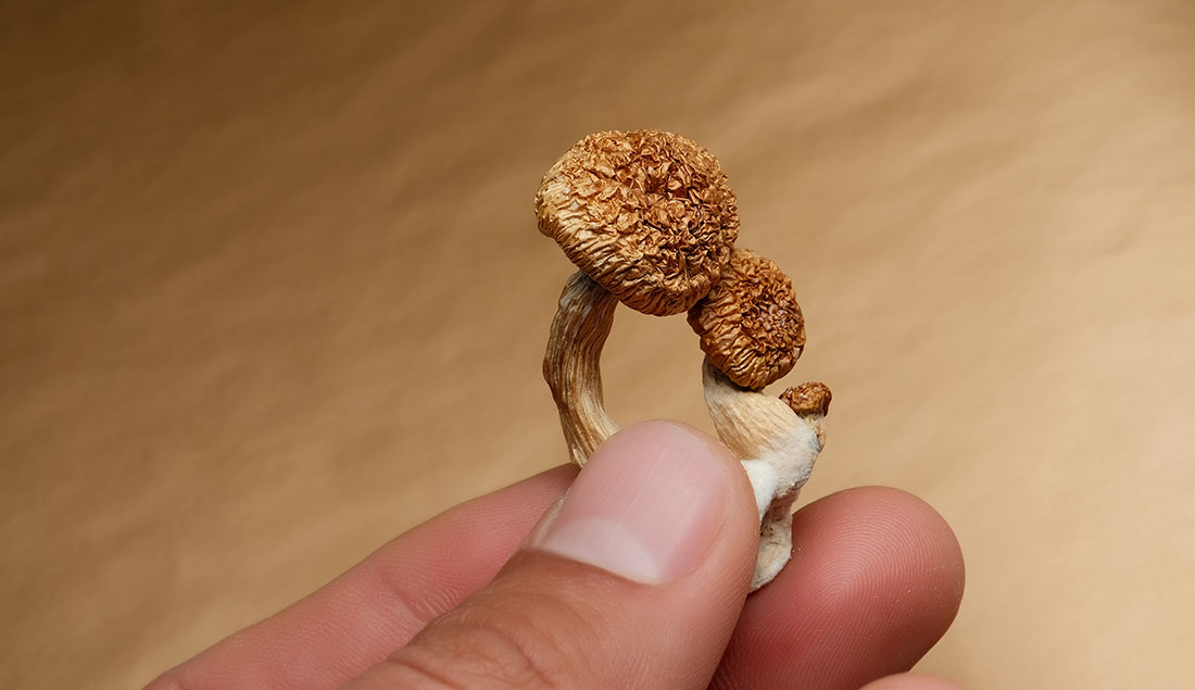 Holding A Magic Mushroom Close Up