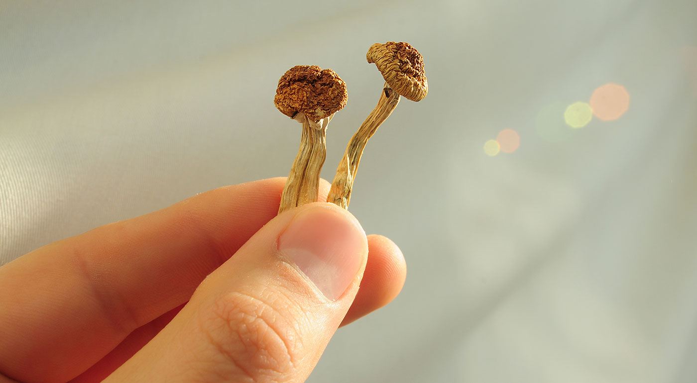 Close Up Of Magic Mushrooms