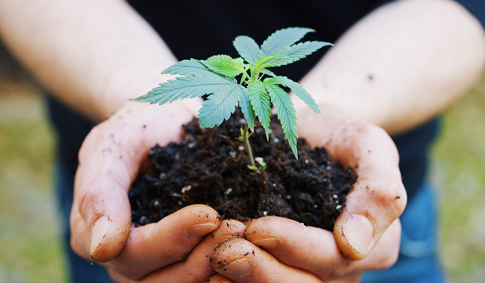 Holding A Cannabis Plant In Dirt