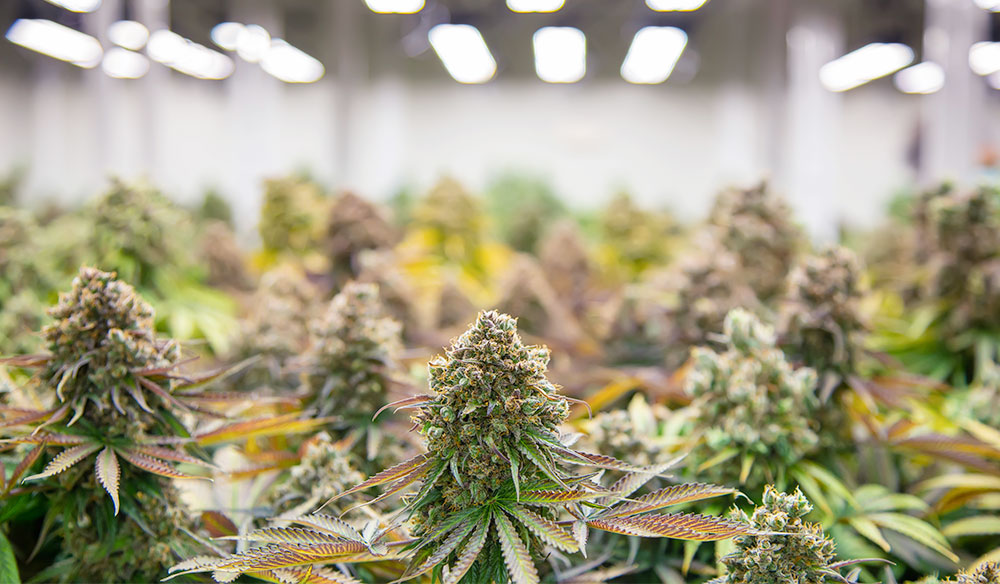 Cannabis Plant Farm