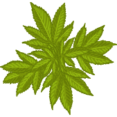 Cannabis Plant Doodle