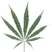 OHM Store Cannabis Leaf 2